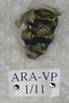 ARA-VP-1-11