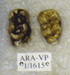 ARA-VP-1-1615