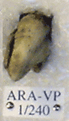 ARA-VP-1-240