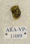 ARA-VP-1-489