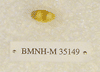 BMNH-M 35149