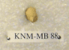 KNM-MB 88