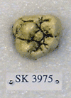 SK 3975