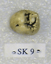 SK 9