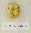 STW 246