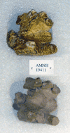 AMNH 19411