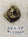 ARA-VP-1-1094