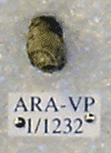 ARA-VP-1-1232