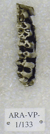 ARA-VP-1-133