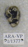 ARA-VP-1-1377