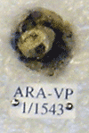 ARA-VP-1-1543