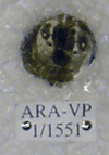 ARA-VP-1-1551