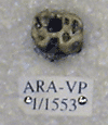 ARA-VP-1-1553