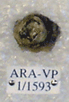 ARA-VP-1-1593