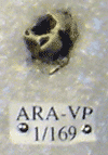 ARA-VP-1-169