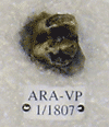 ARA-VP-1-1807
