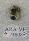 ARA-VP-1-1808