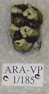 ARA-VP-1-185