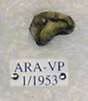 ARA-VP-1-1953