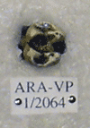 ARA-VP-1-2064