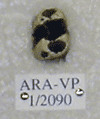 ARA-VP-1-2090