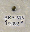 ARA-VP-1-2092