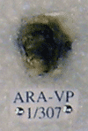 ARA-VP-1-307