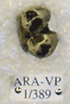 ARA-VP-1-389