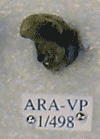 ARA-VP-1-498