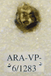 ARA-VP-6-1283