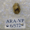 ARA-VP-6-572
