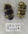 ARA-VP-6-585
