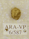 ARA-VP-6-587