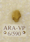 ARA-VP-6-590