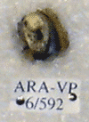 ARA-VP-6-592