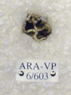ARA-VP-6-603