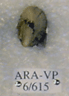 ARA-VP-6-615