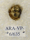 ARA-VP-6-635