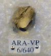 ARA-VP-6-640