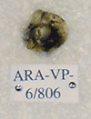 ARA-VP-6-806