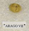 ARAGO VII