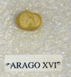 ARAGO XVI