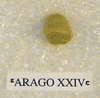 ARAGO XXIV