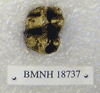BMNH 18737