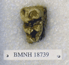 BMNH 18739