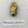 BMNH 18754