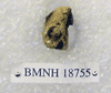 BMNH 18755