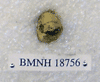 BMNH 18756