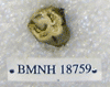 BMNH 18759