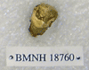 BMNH 18760